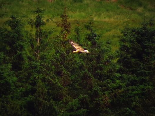 mull eagle in flight picture by melanie milne