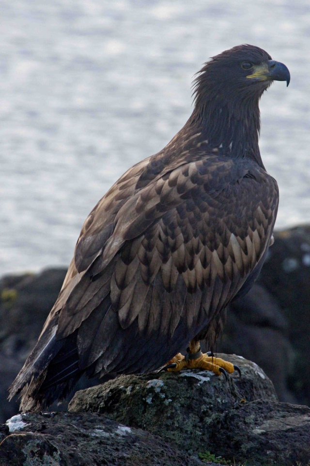mull eagle chick